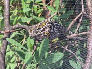 how to make chameleon cage warmer