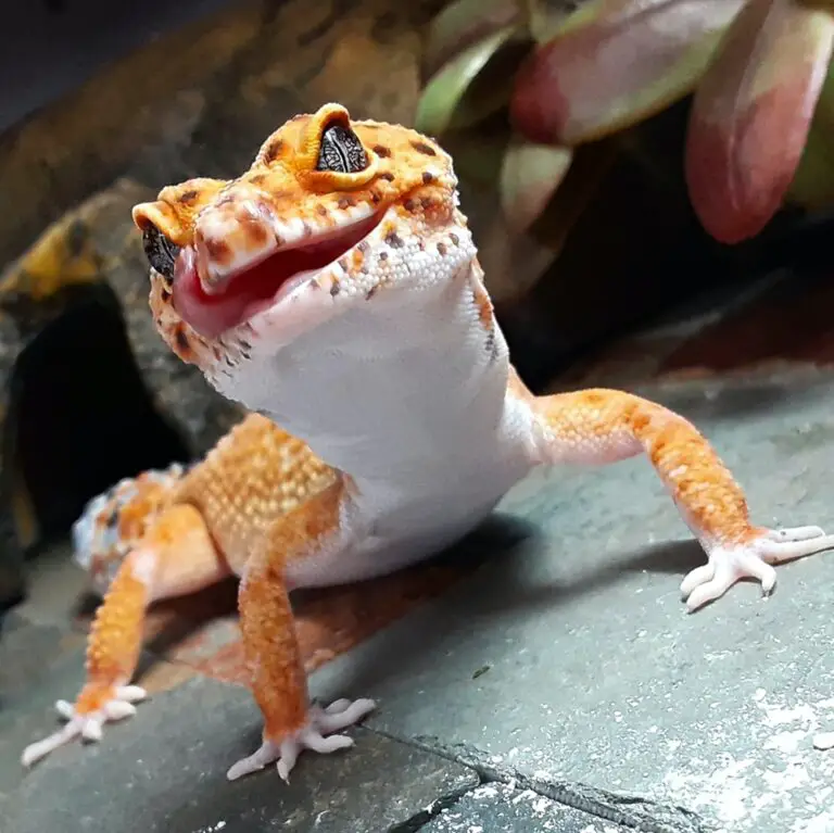 Can leopard geckos climb glass