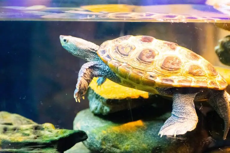 how to make uv light for turtles