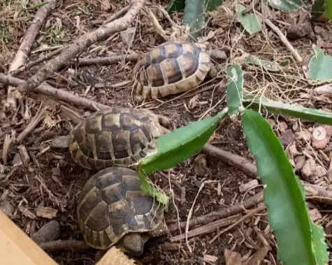 what kind of flowers can russian tortoises eat