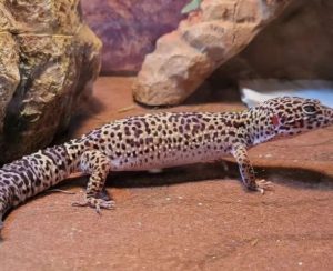 Obese leopard gecko