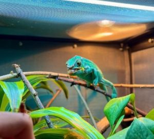 how do chameleons change color