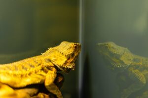 how to keep bearded dragon warm at night