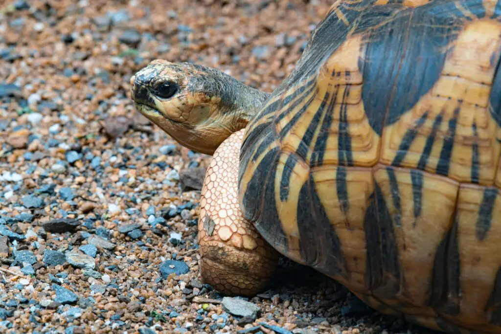 How can you tell how old a box turtle is