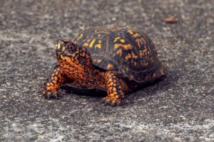 How big can a box turtle get: