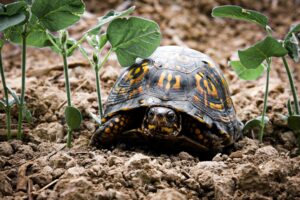 Do box turtle swim