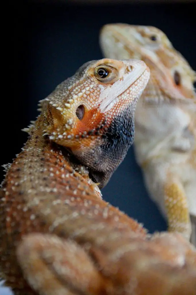 Bearded dragon black spots