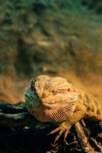 bearded dragon bloated