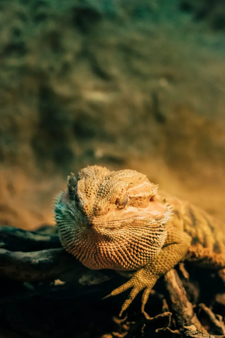 Early stage tail rot bearded dragon