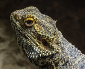 Bearded dragon bed