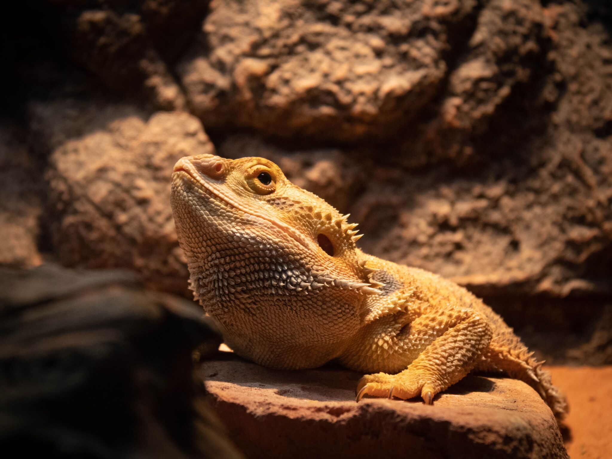 Bearded Dragon Weight Chart