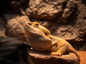 how to clean a bearded dragon tank