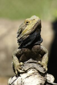 Can bearded dragons eat earthworms