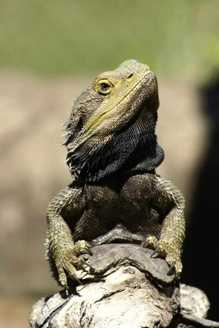 Do bearded dragons tails grow back