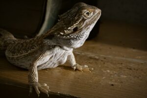 Bearded dragon dig box