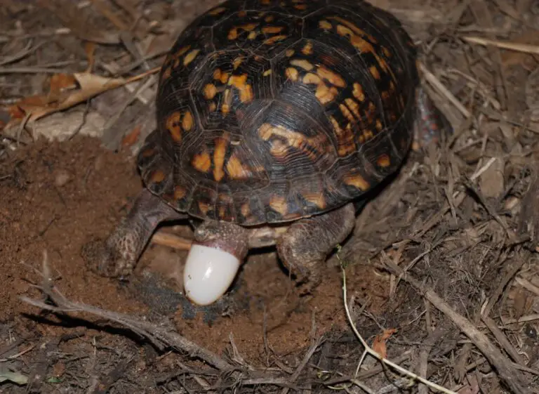 How long do box turtle eggs take to hatch: