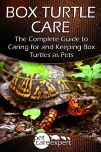 box turtle care