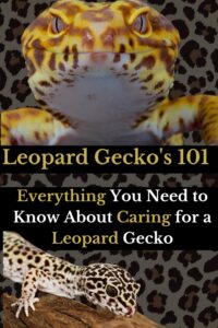 leopard gecko 101